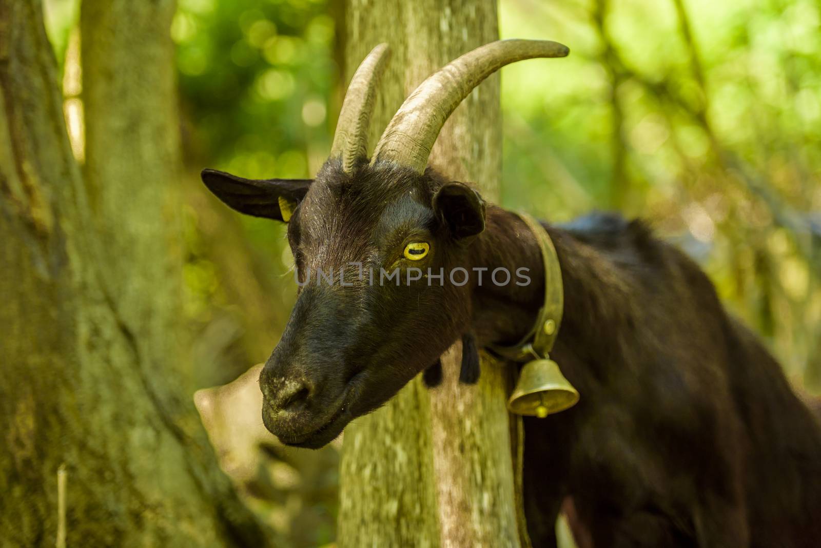 Picture taken in an orchard from a swiss village, with a people friendly black goat