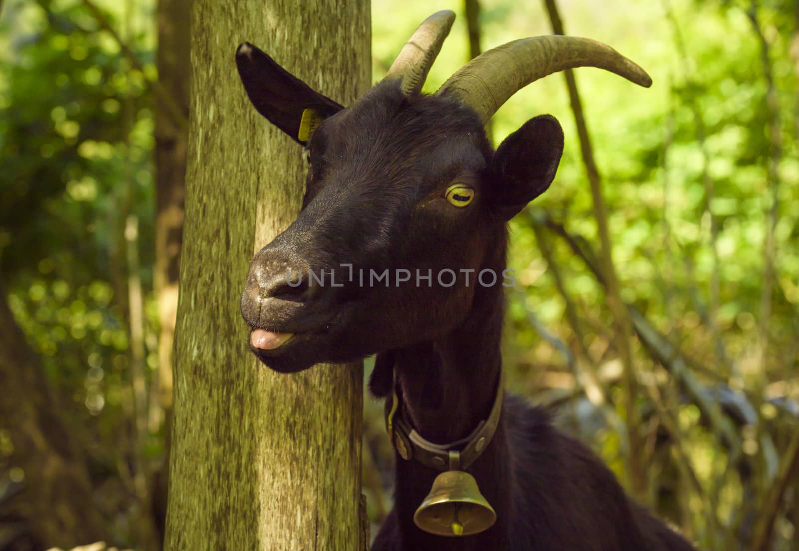Funny animal image captured in the village Quentin, Switzerland , with a domestic black goat with the tongue out and a bell at its neck