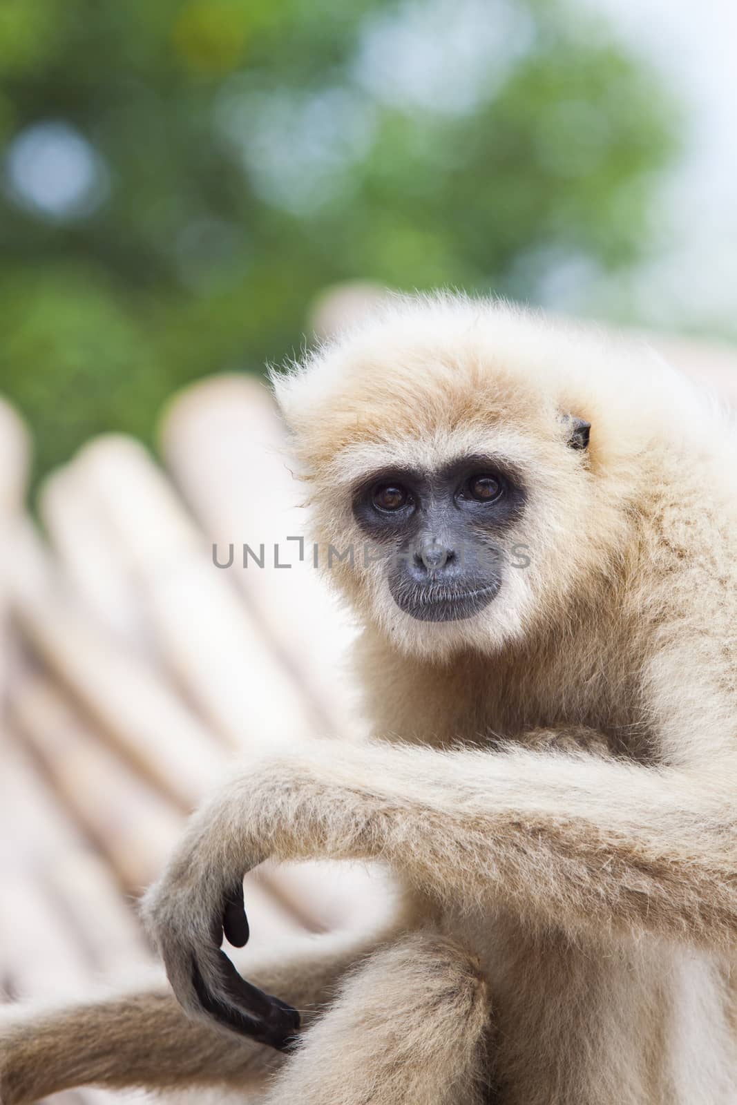 close up face of White Cheeked ,white hand Gibbon or Lar Gibbon