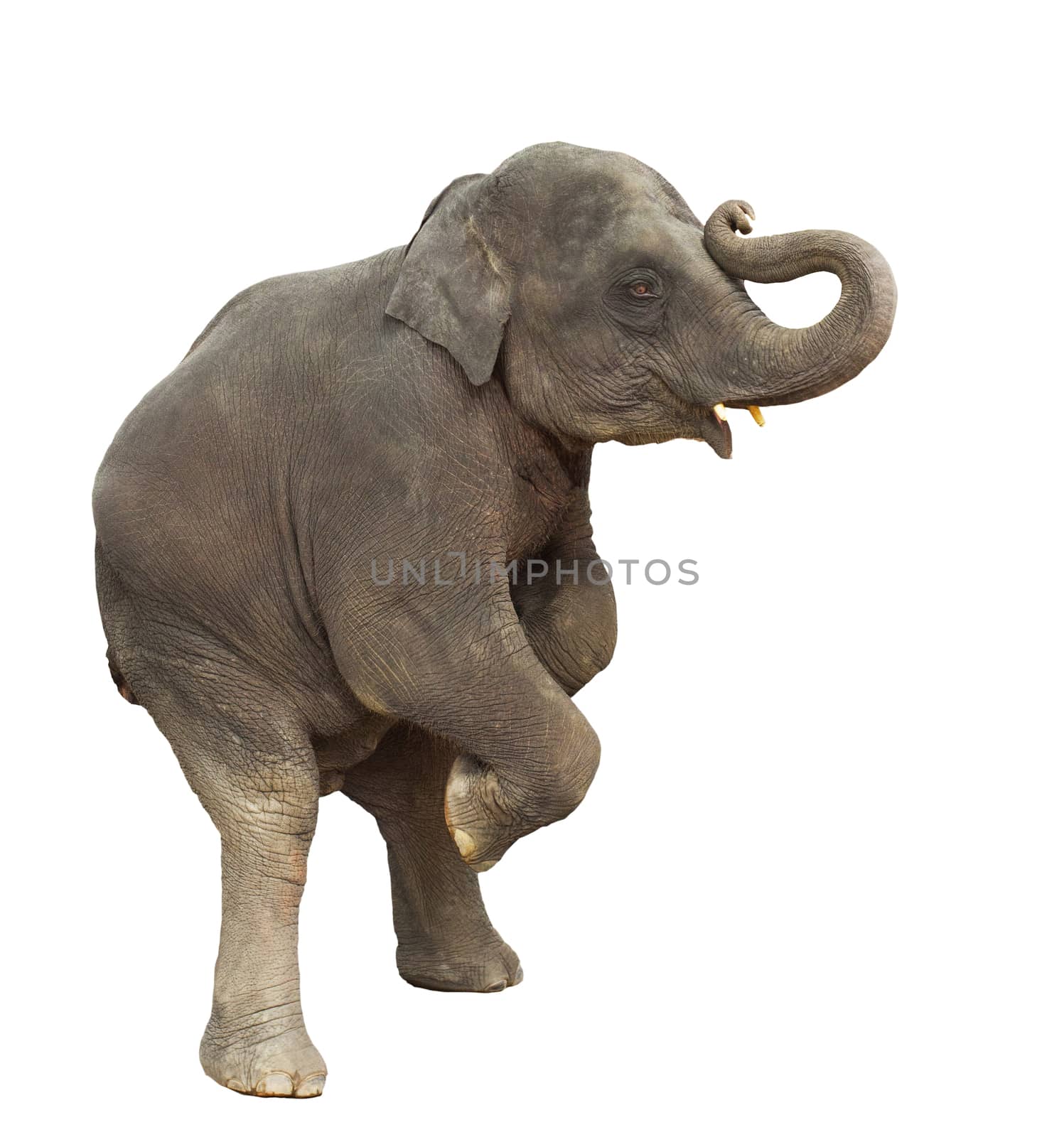young asia elephant kid playing lifting front legs to show isolated white background