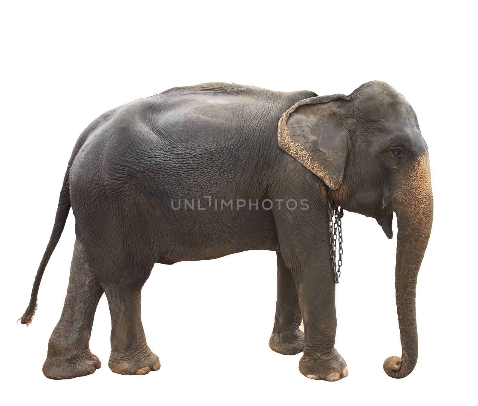 side view full body of thai elephant standing show beautiful skin and perfect body isolated white background use for multipurpose wild life of asia animals