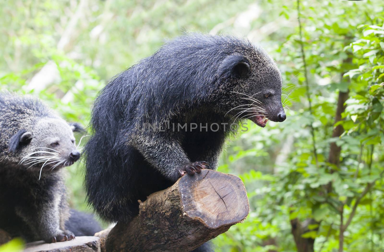 close up binturong in nature wild