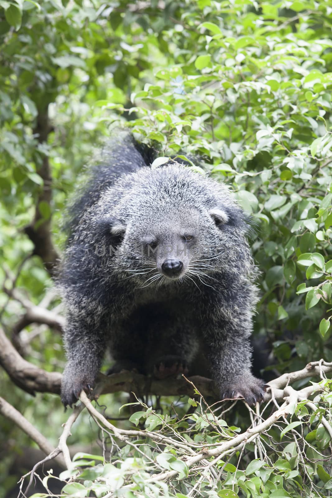 close up face of  binturong in nature wild  by khunaspix