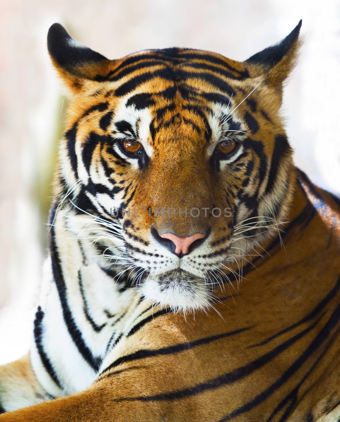 close up face of indo chinese tiger face 