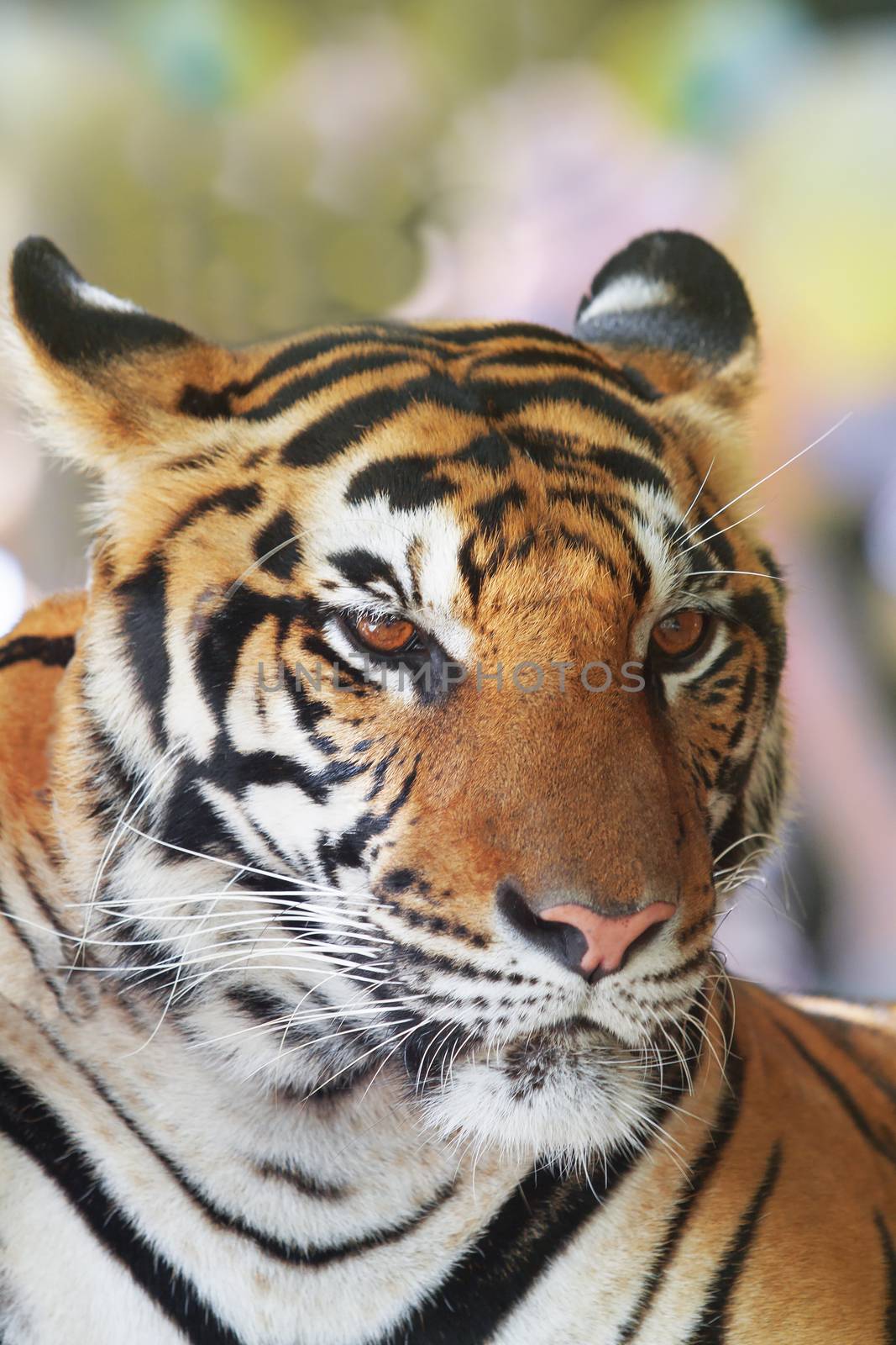 close up face of indochinese tiger use for animals and wild life by khunaspix
