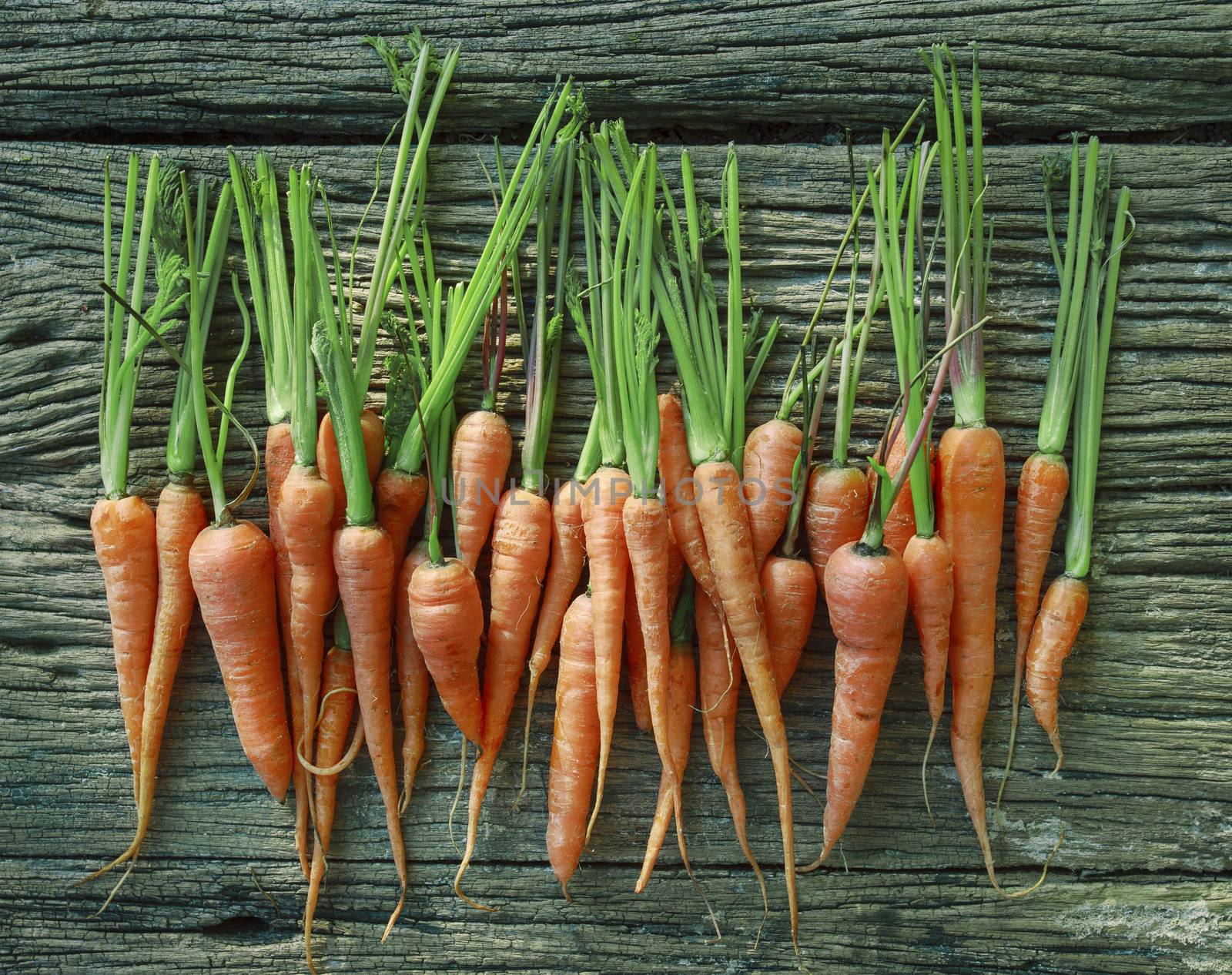 fresh carrot on wood texture