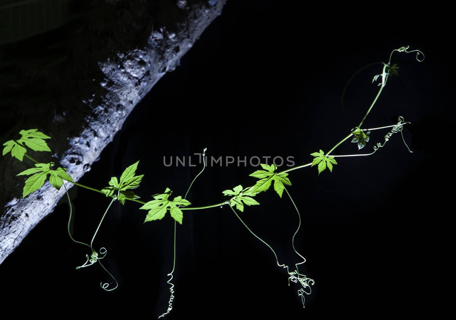 Bitter Cucumber climbing plant on tree branch isolated black bac by khunaspix