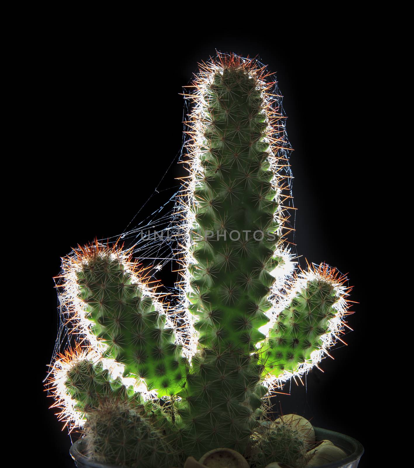 beautiful close up and  rim light cactus on black background 