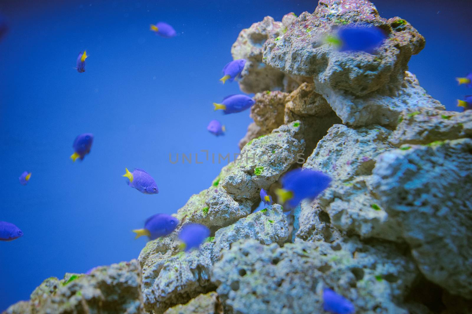 Sea life: exotic tropical coral reef fish