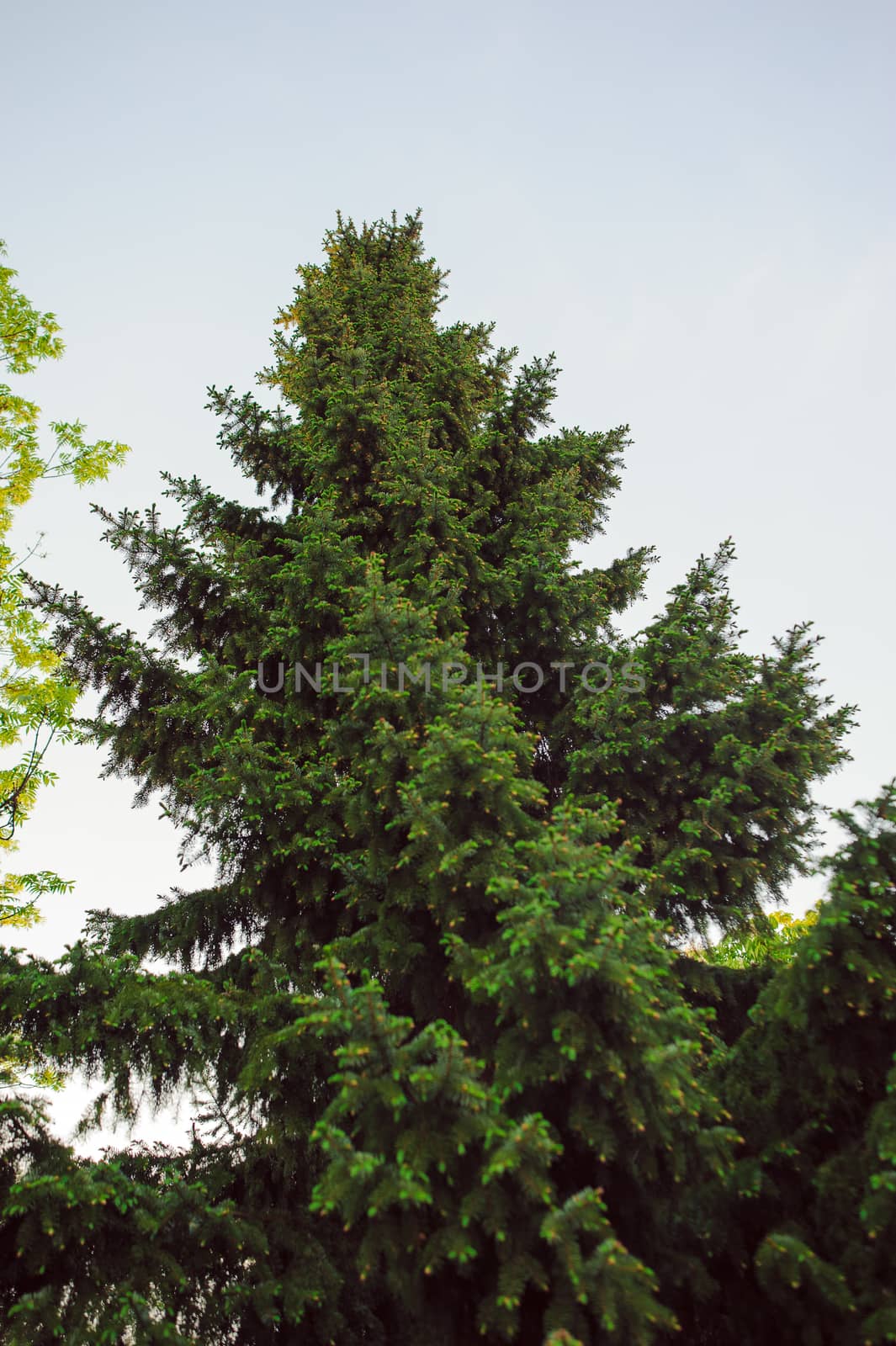 Summer branch with fresh green leaves in a park