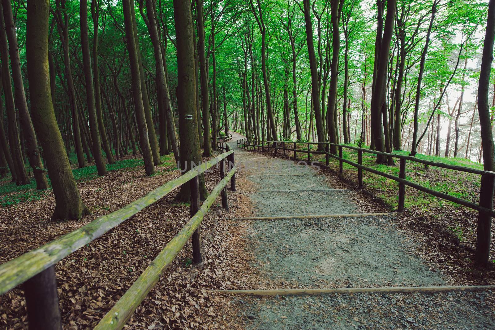 walk path in forest in early spring