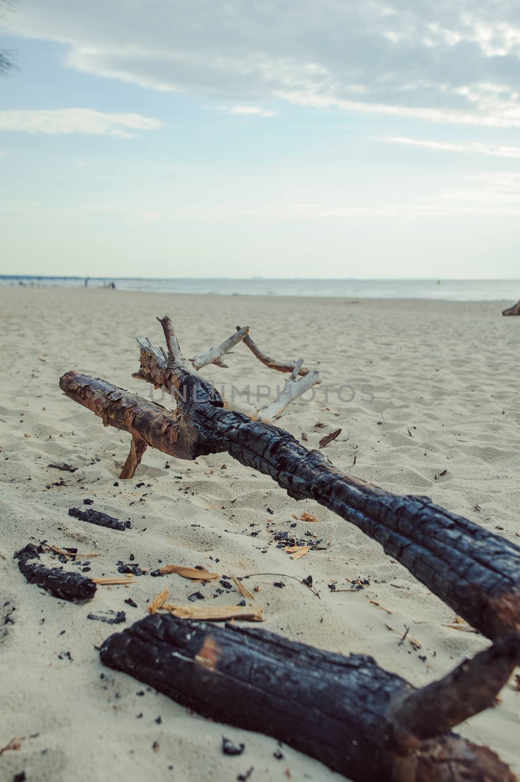 A piece of dry wood lying on the pebbles on the beach.
