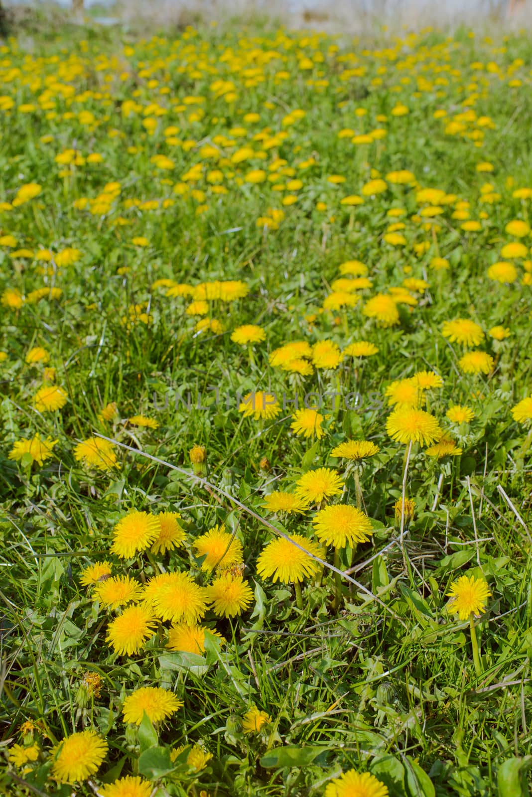 Blooming dandelions in the meadow. Spring landscape.