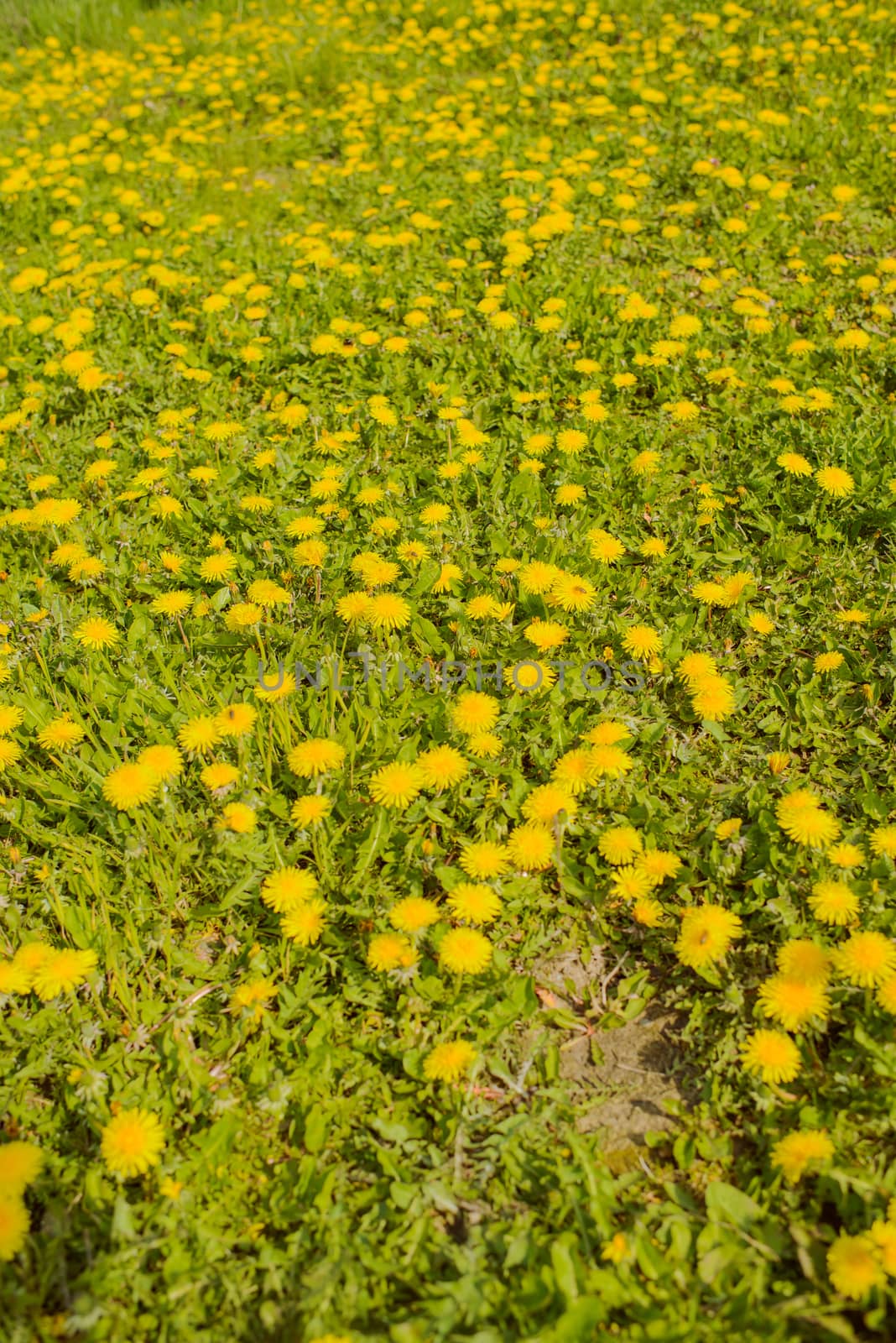 Blooming dandelions in the meadow. Spring landscape.