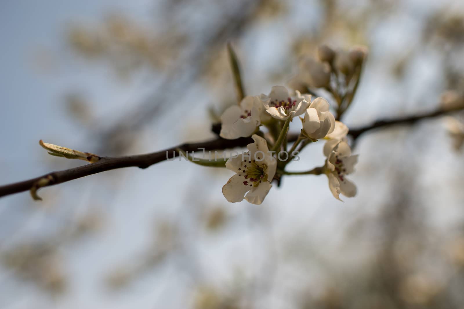 Blooming apple tree in spring time on blue sky