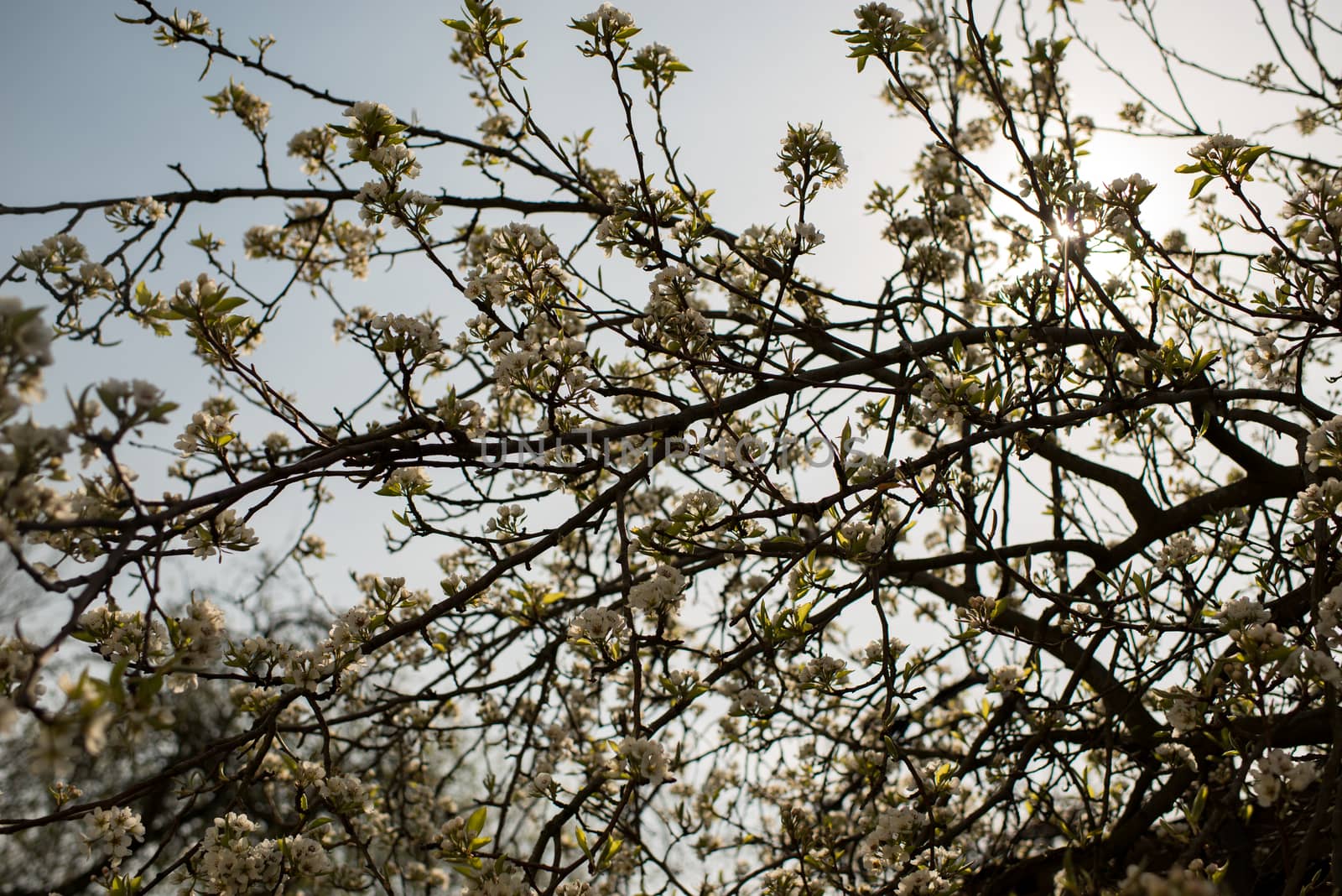 Blooming apple tree in spring time on blue sky