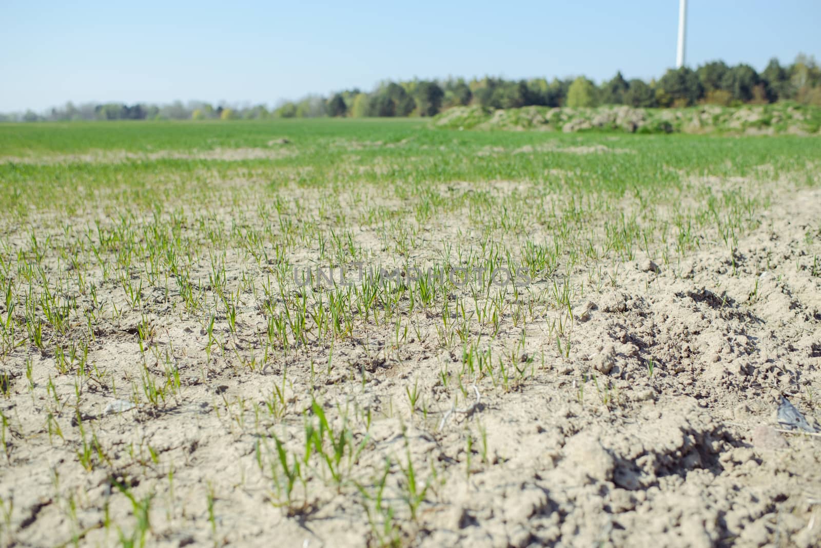 close-up of young sprouts of wheat in a field on a spring day