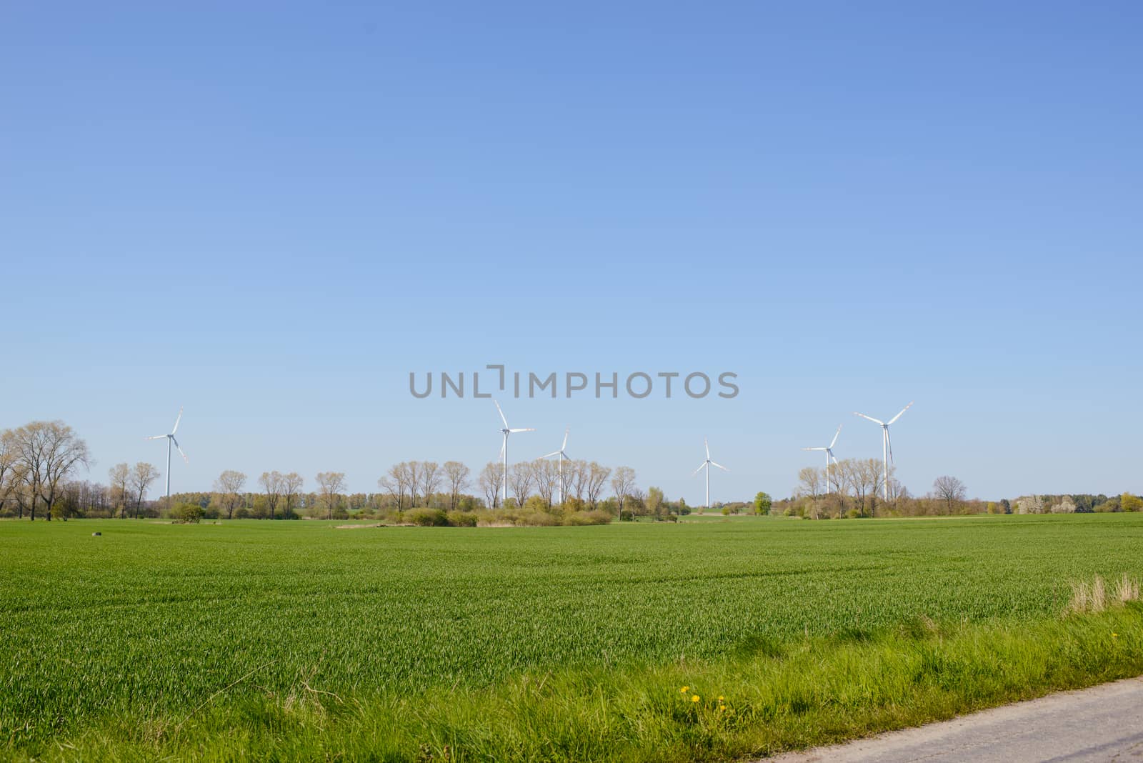 Green wheat field in the spring in sunny day