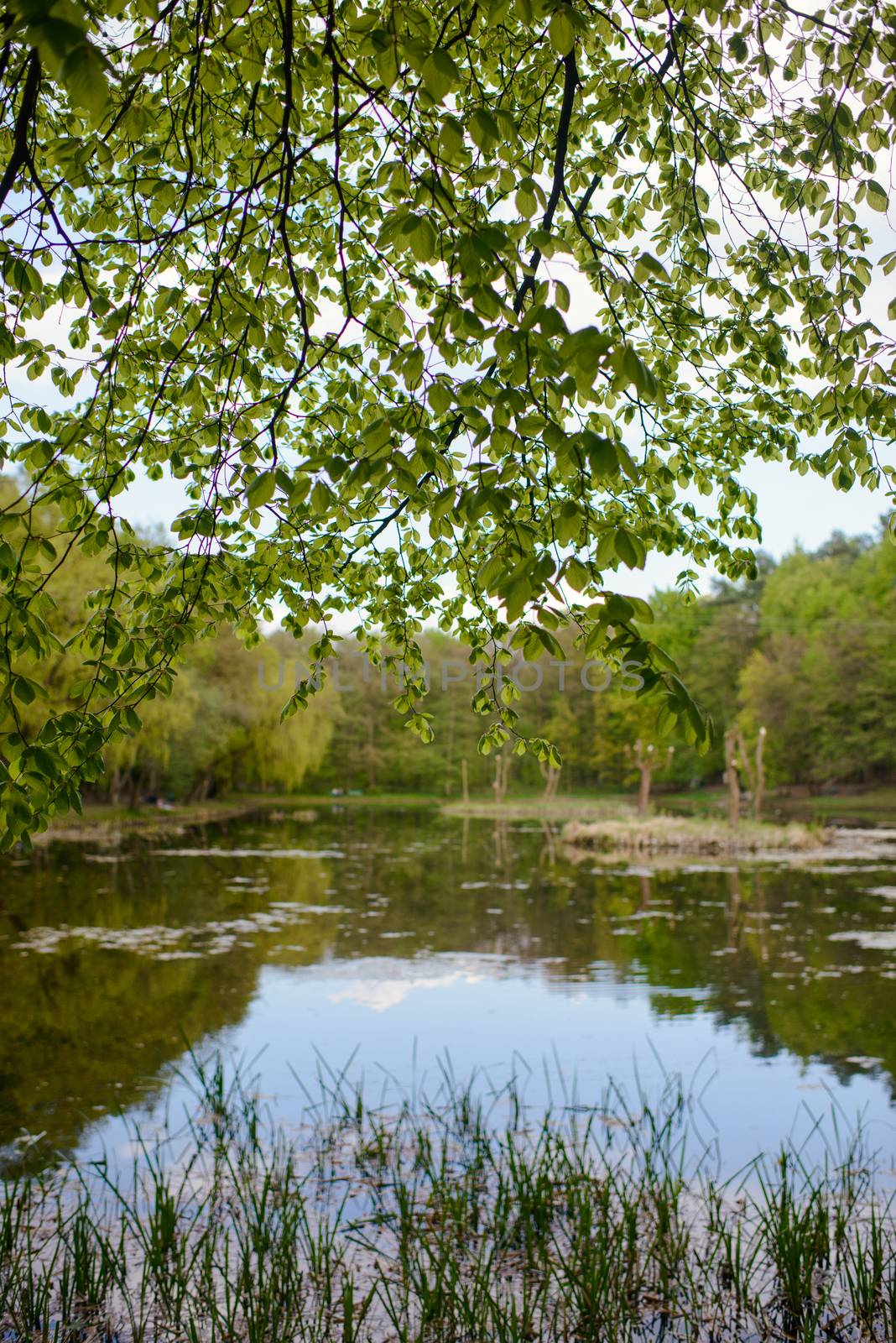Spring Park. Lake in the spring park. Spring landscape.