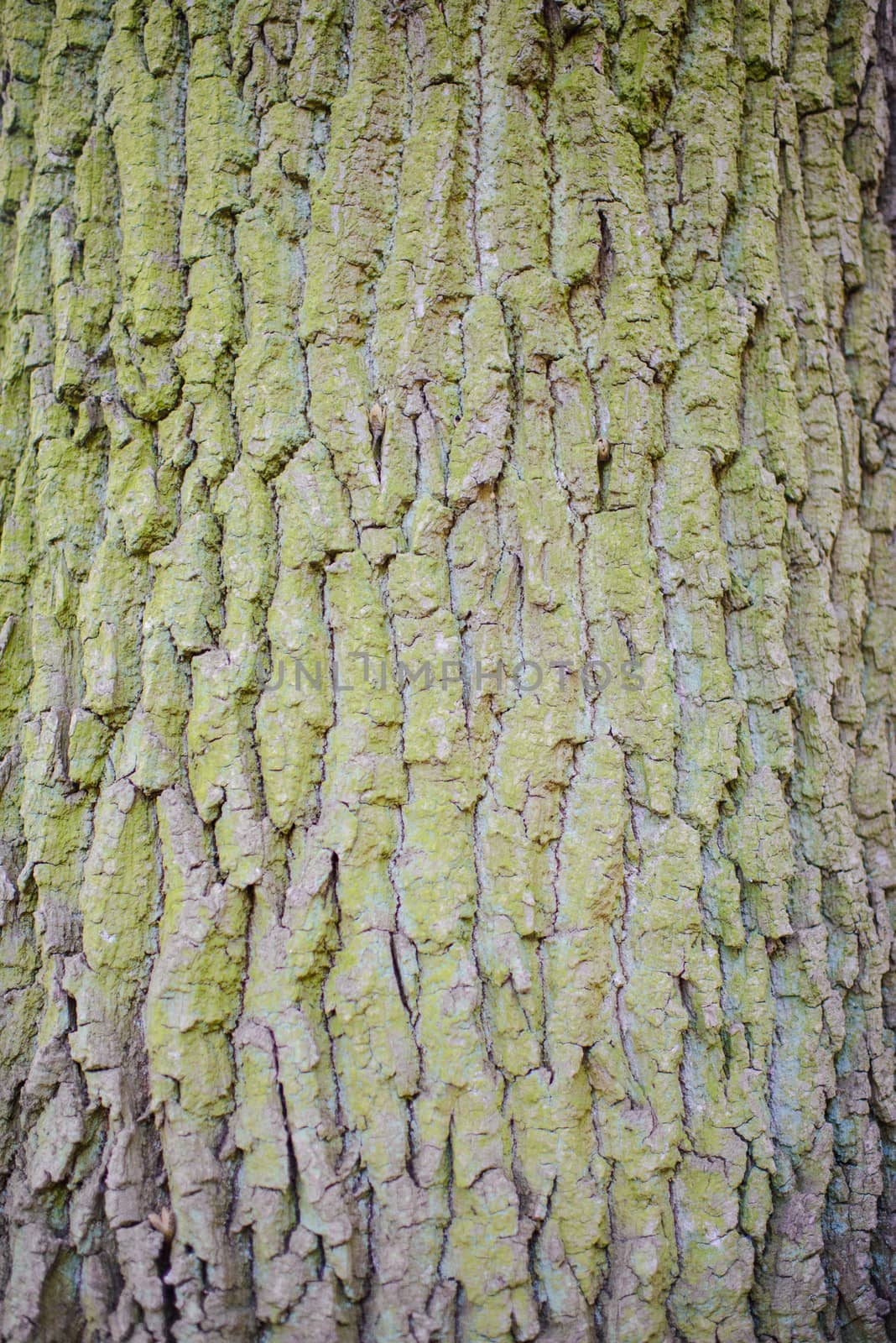 old wood tree bark texture with green moss.