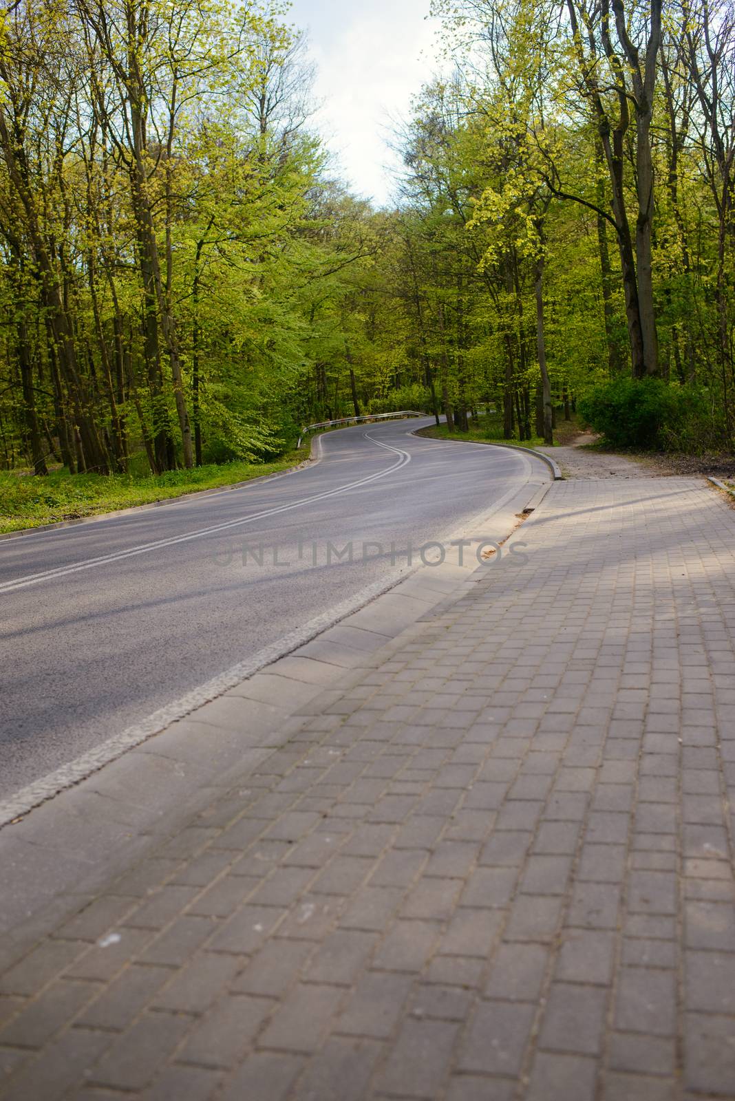 A asphalt road in the forest in early spring time
