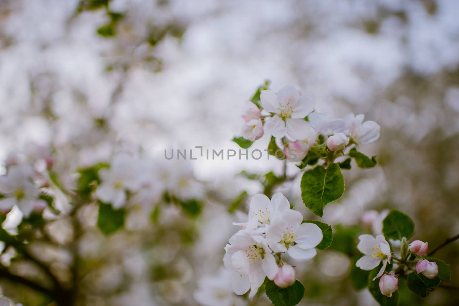 Blooming apple tree in spring time on blue sky