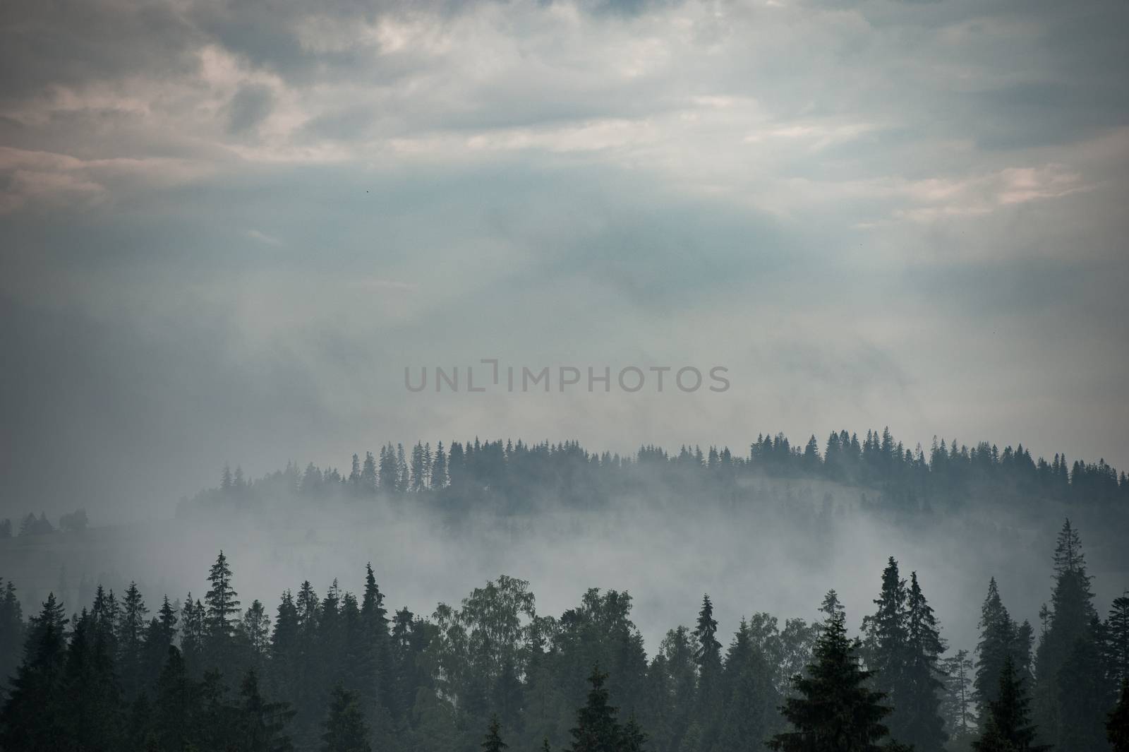 Forest. Green mountain forest landscape. Misty mountain forest. Fantastic forest landscape. Mountain forest in clouds landscape. Foggy forest. Mountain forest landscape. Dark forest in haze landscape.