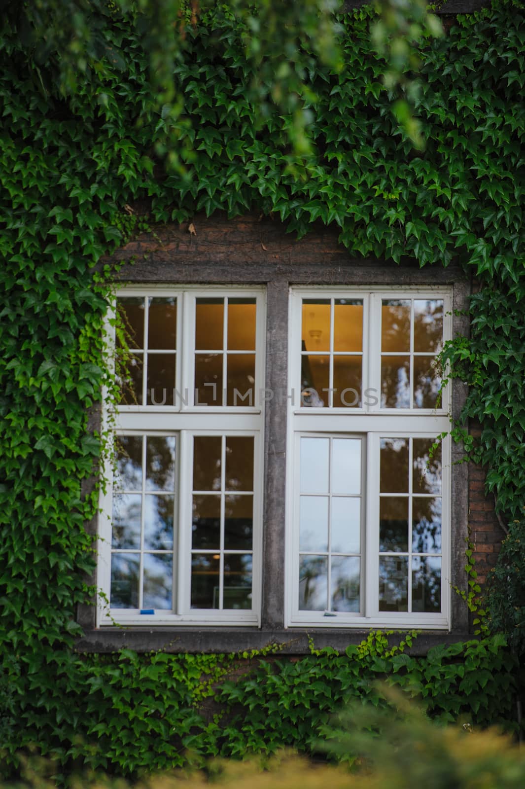 Window hidden in green ivy. Summer time