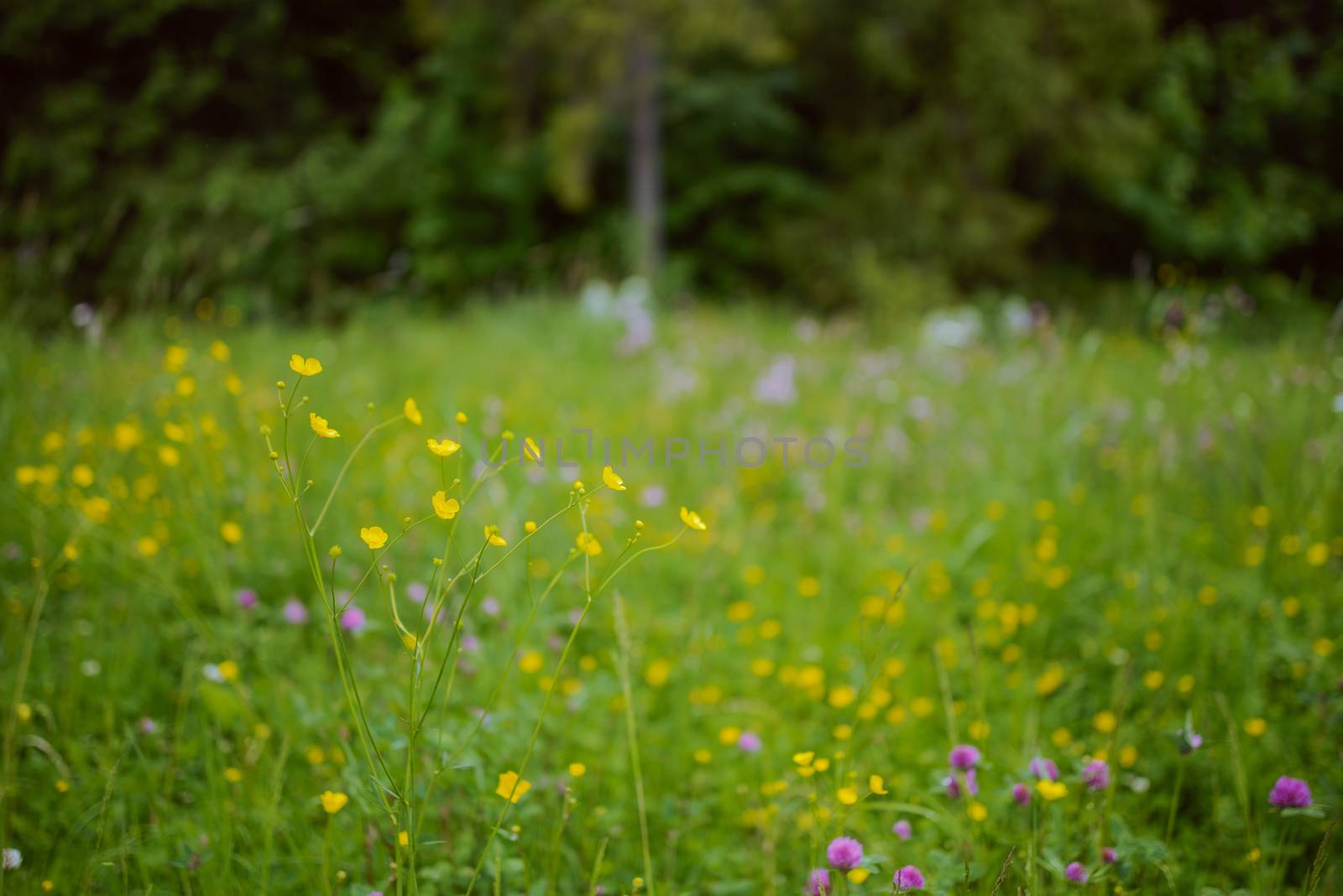 Summer view over meadows with colorful flowers