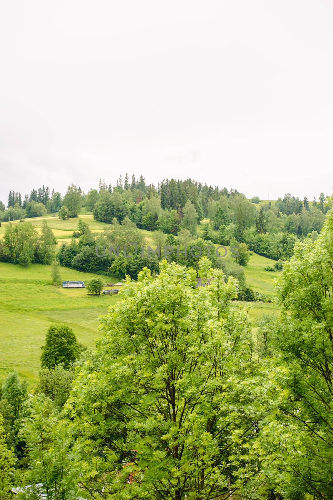 field of spring grass and mountain in the summer