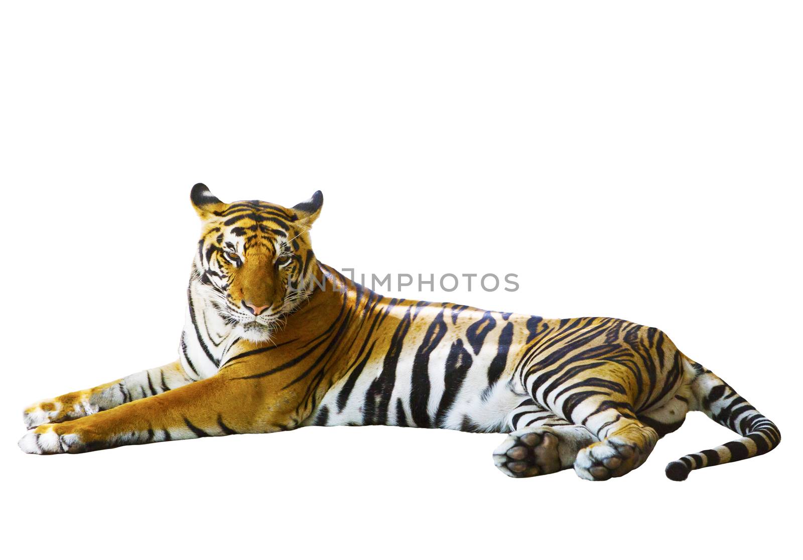 isolated white background of indochinese tiger face lying with relax face