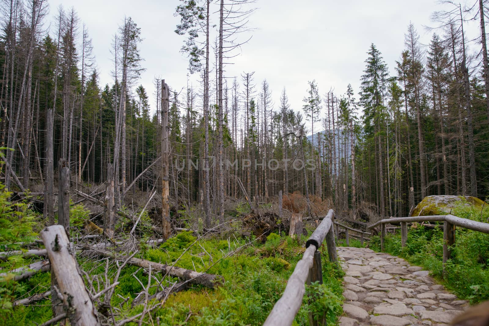 hiking stone path in the mountains in summer