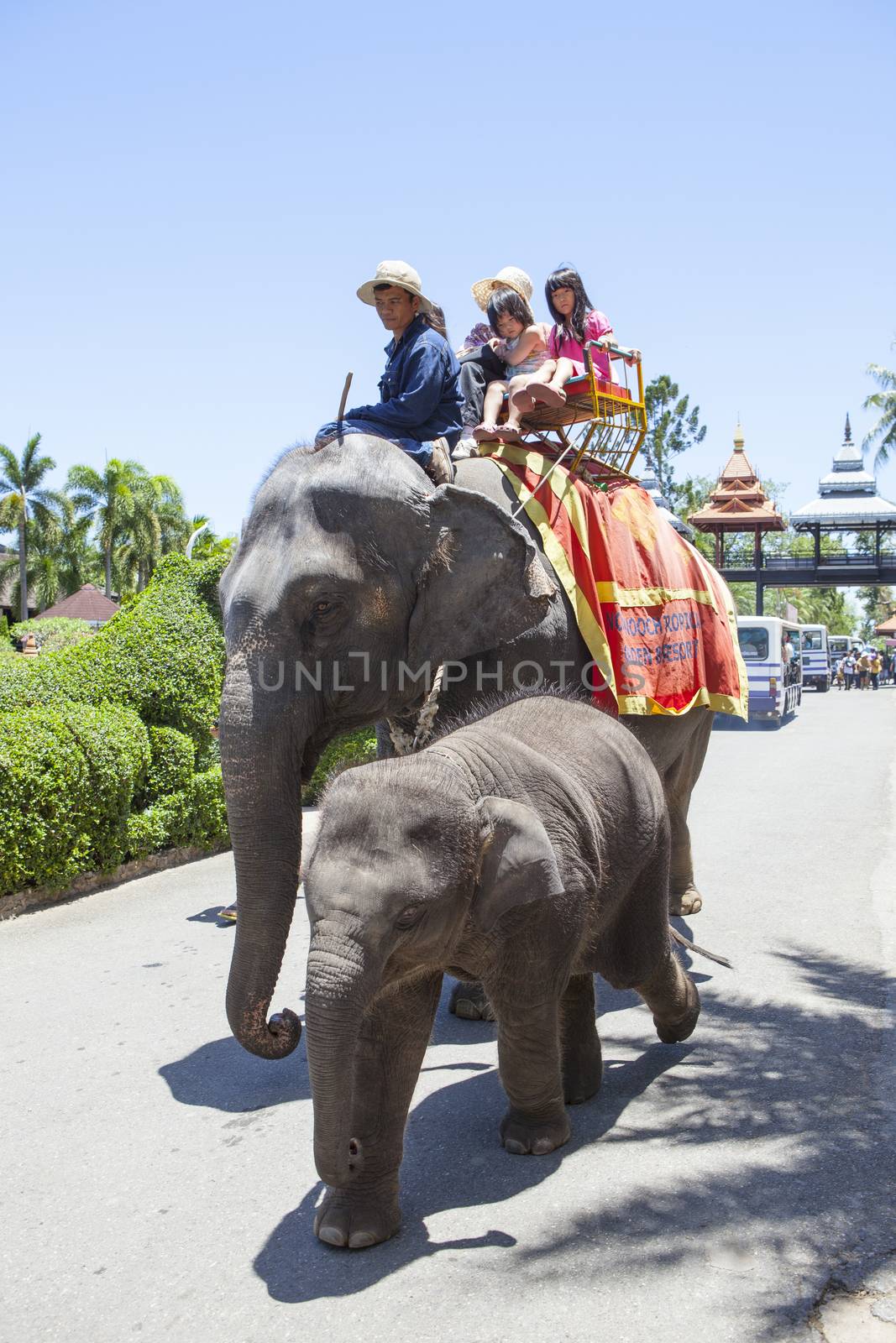 CHOLBURI THAILAND - AUGUST11 : children and family riding on elephant back and walking around Saun Nongnuch Park important visiting landmark in Chonburi province eastern of thailand  on august11,2014 in Cholburi Thailand 