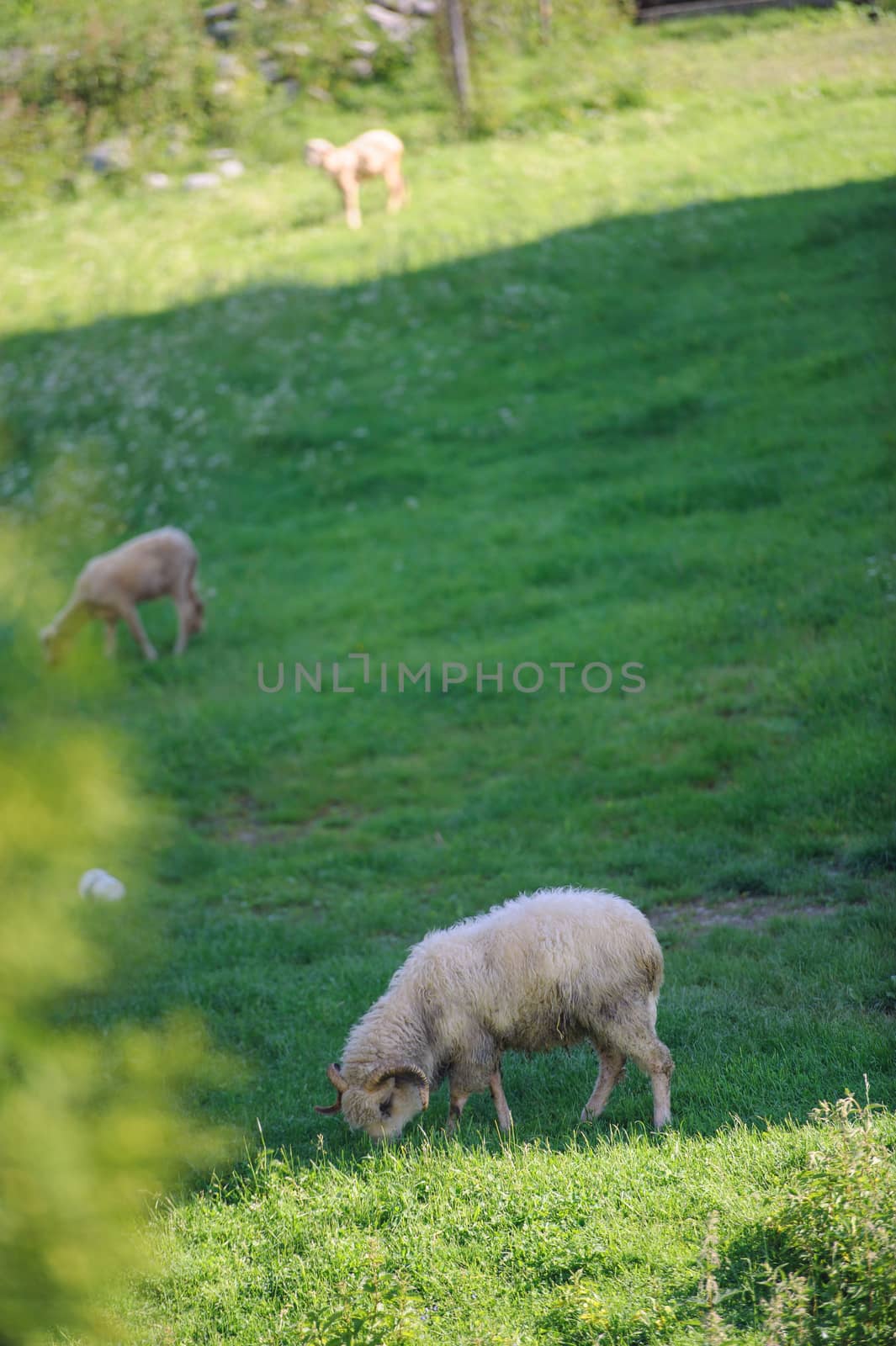 The small sheep herd on the green meadow.