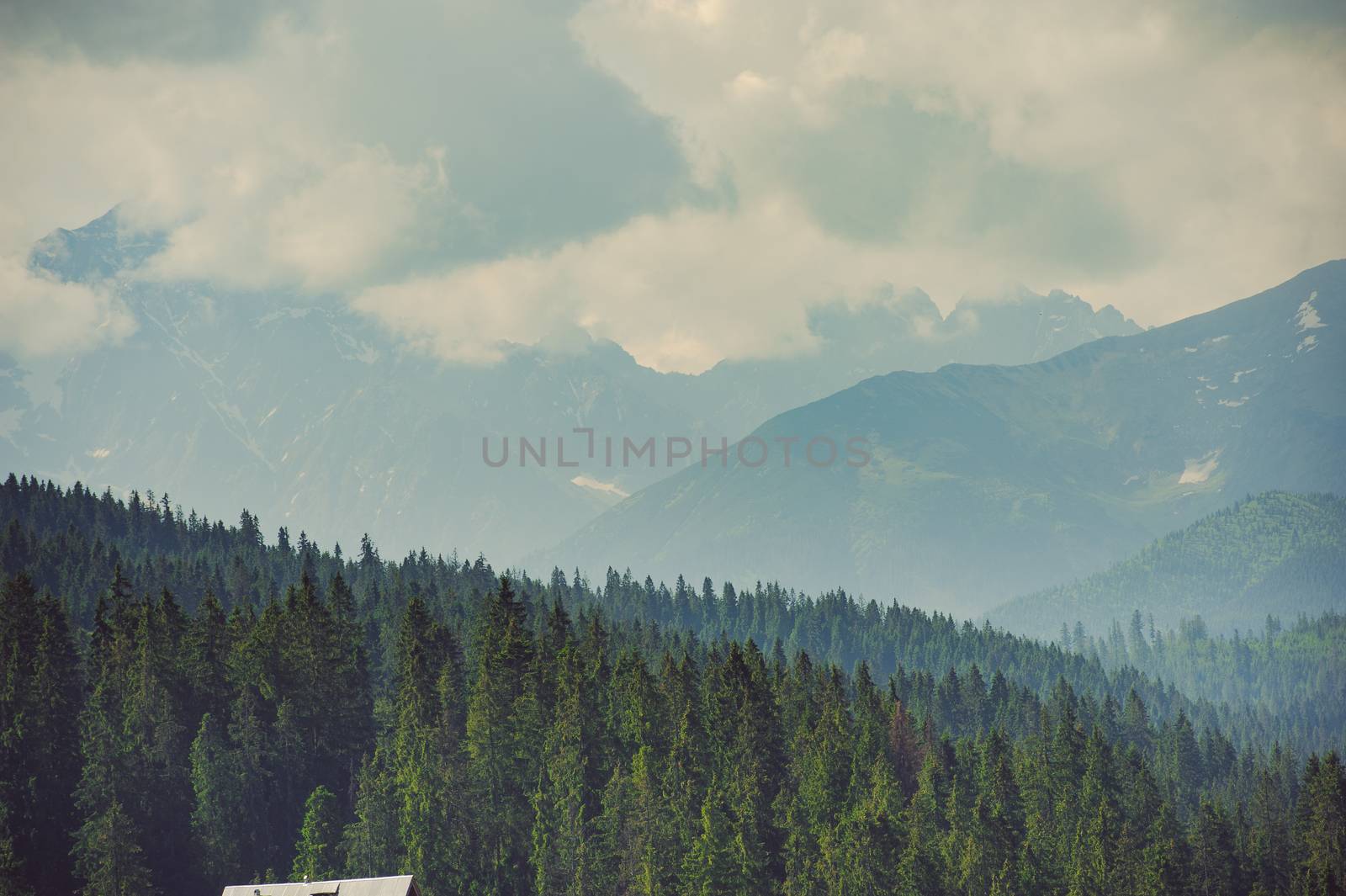 Forest. Green mountain forest landscape. Misty mountain forest. Fantastic forest landscape. Mountain forest in clouds landscape. Foggy forest. Mountain forest landscape. Dark forest in haze landscape.