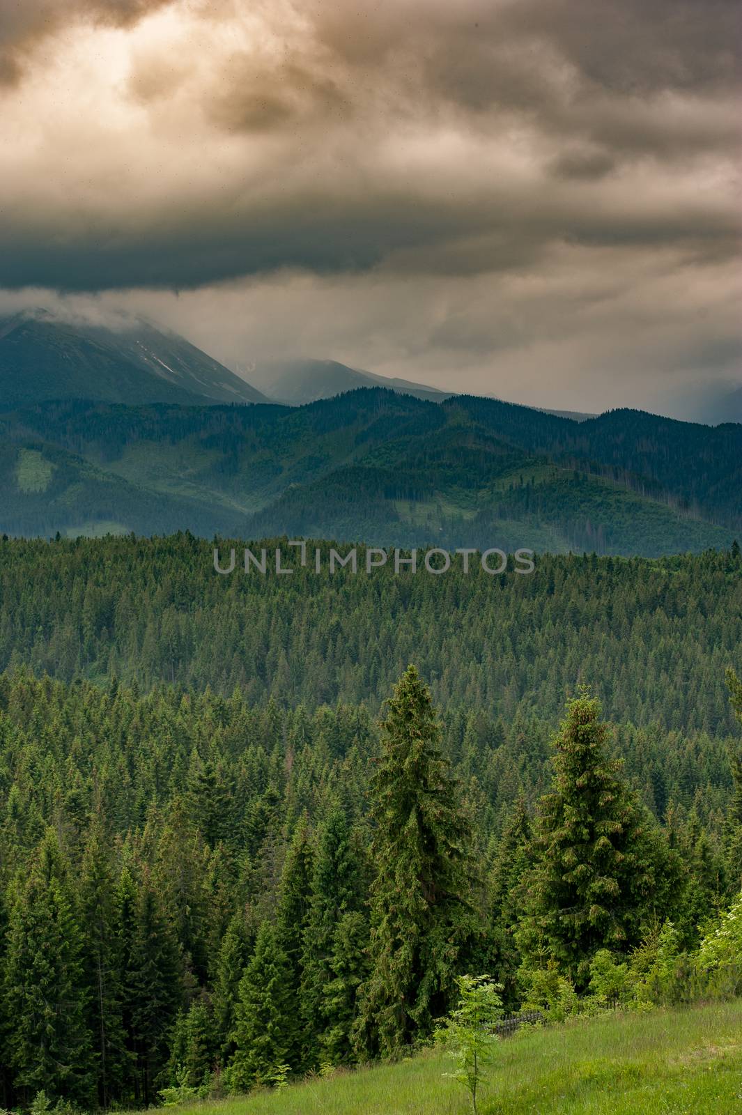 Forest. Green mountain forest landscape. Misty mountain forest. Fantastic forest landscape. Mountain forest in clouds landscape. Foggy forest. Mountain forest landscape. Dark forest in haze landscape.