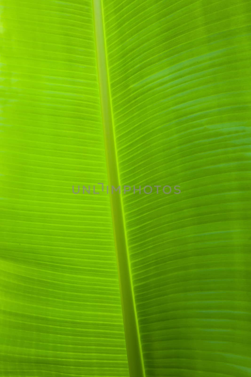 vertical photograph of green banana leaf
