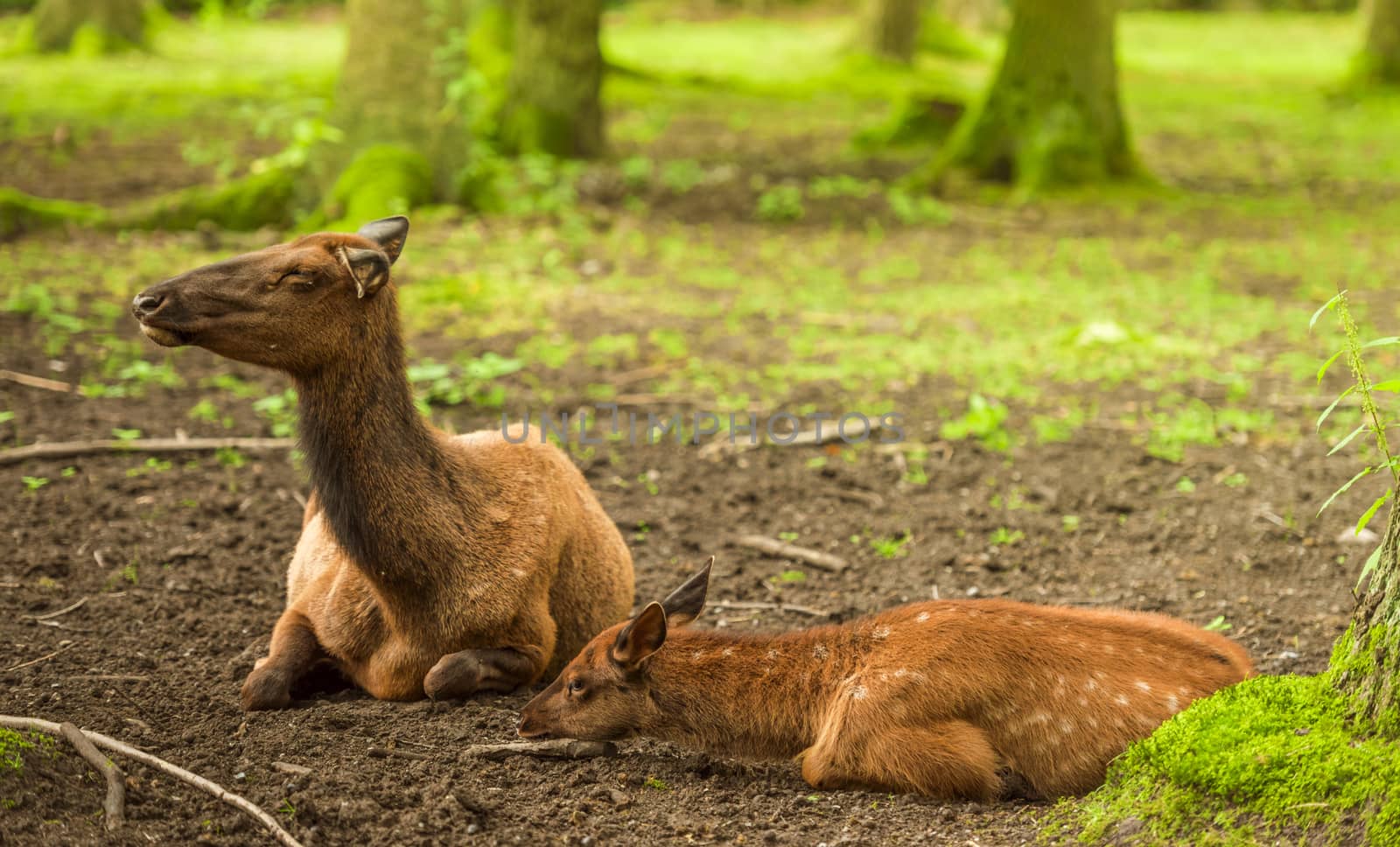 Red deer baby and its mother by YesPhotographers