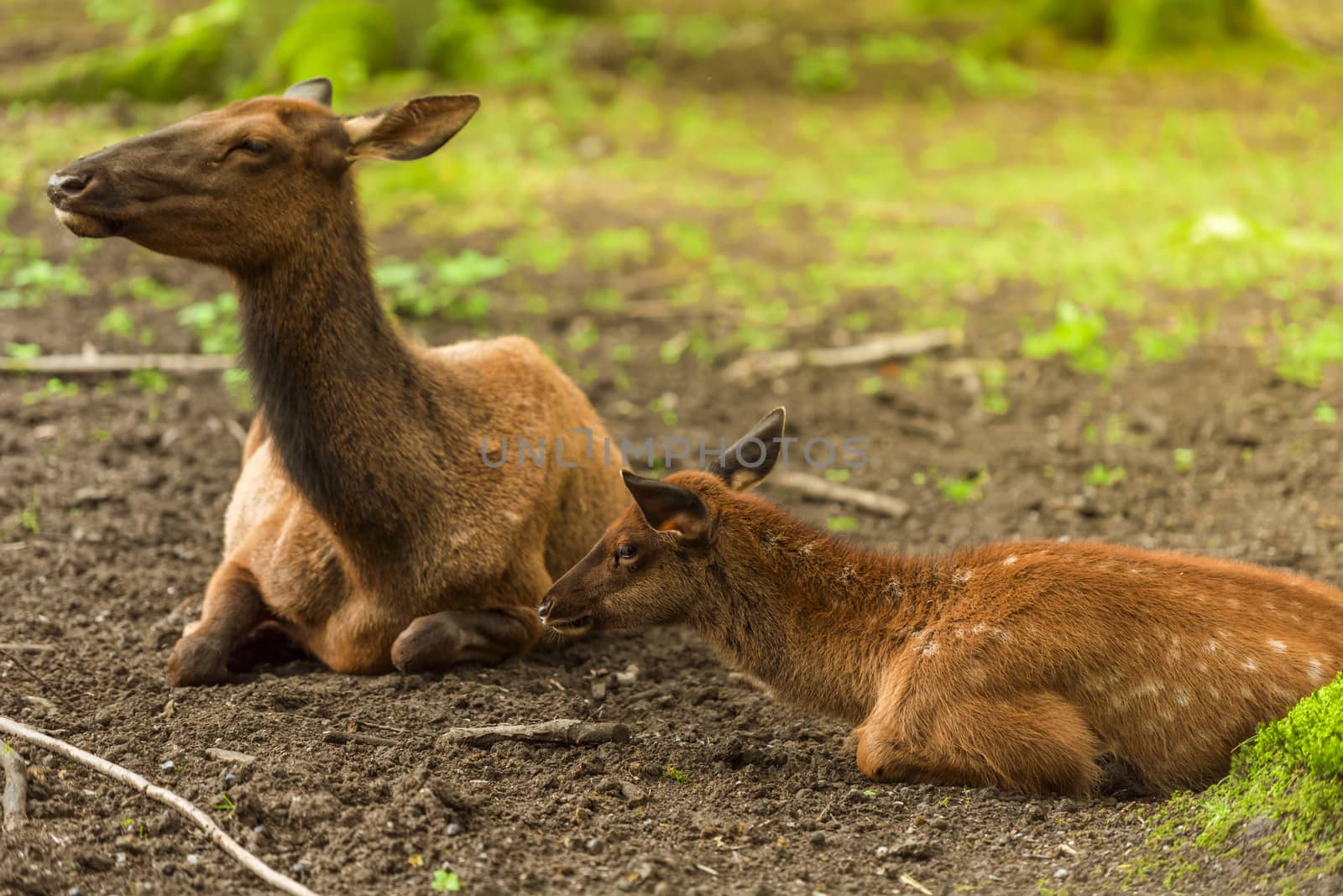 Baby deer and its mother by YesPhotographers