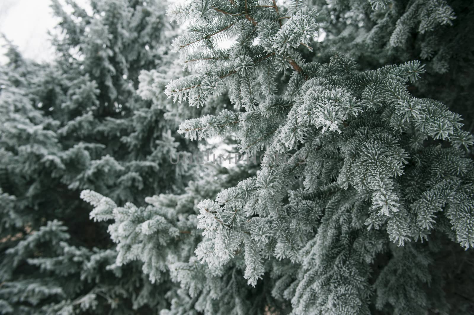Christmas background with snowy fir trees 