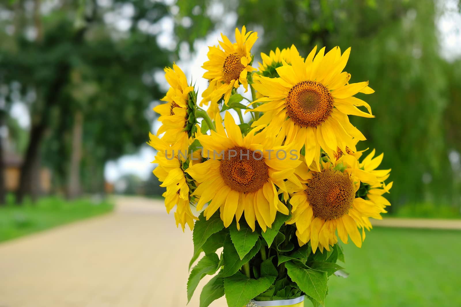 young sunflower on a sunny day 