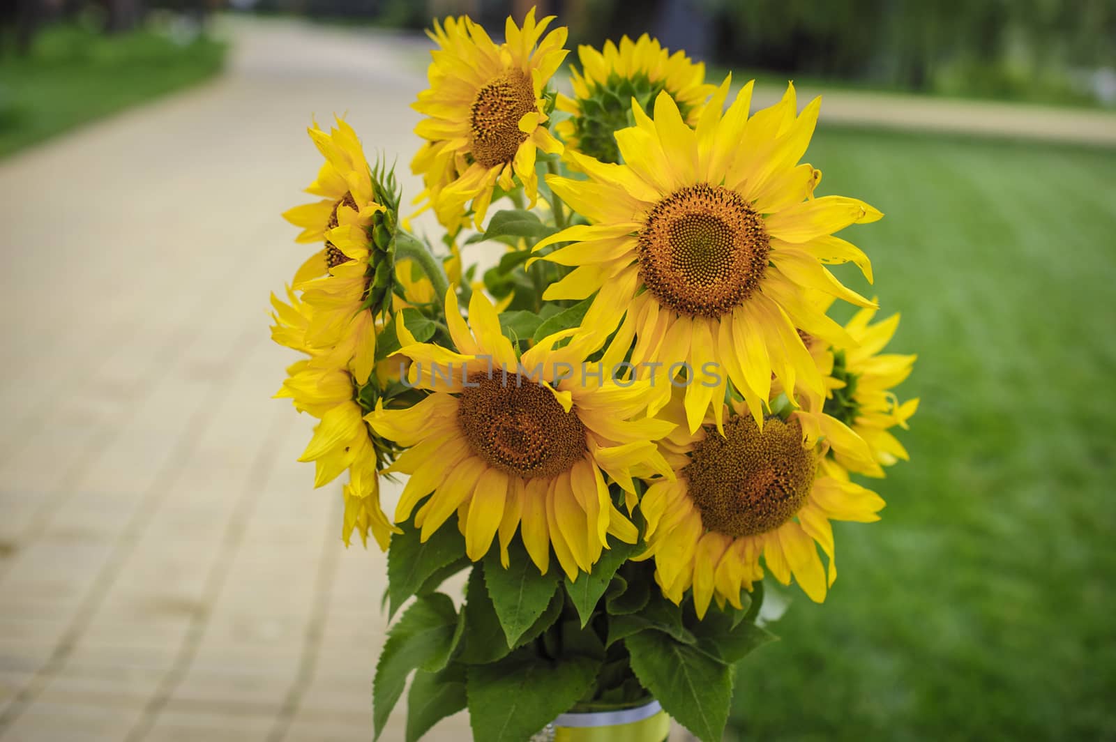Bouquet of sunflowers