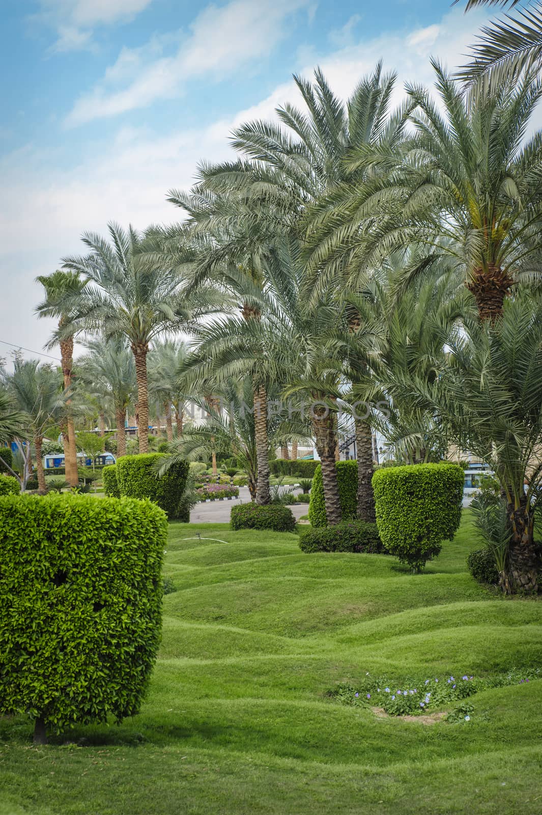 Beautiful palm trees in tropical garden 