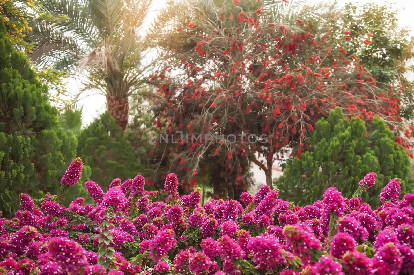 Beautiful rhododendron bushes in an arboretum outdoor park 