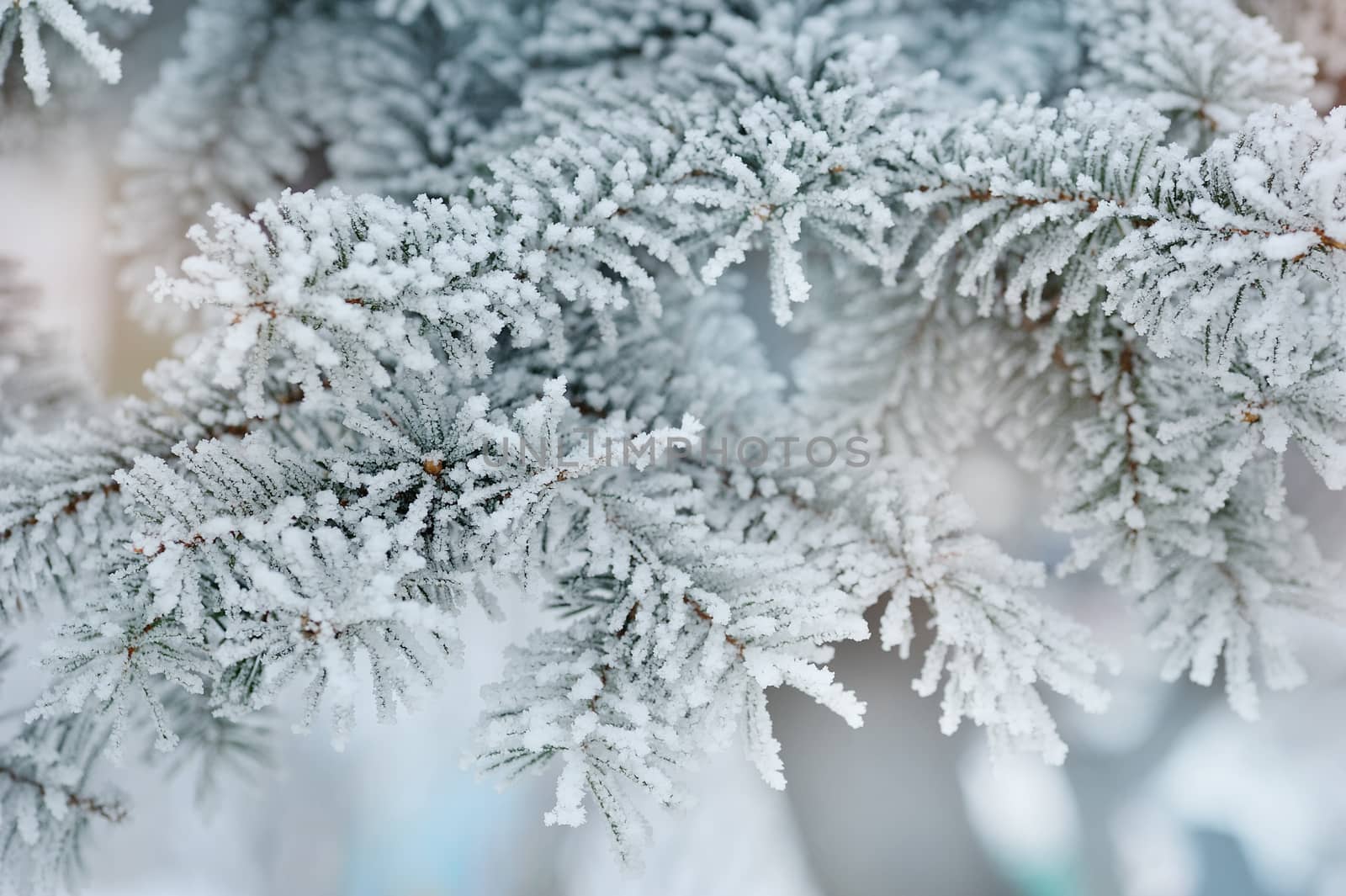 Photo of frozen fir tree background, branches of evergreen tree covered rime, twigs of spruce covered by hoar in the forest, snowy wintertime season, beautiful Christmas greeting card, xmas holiday 
