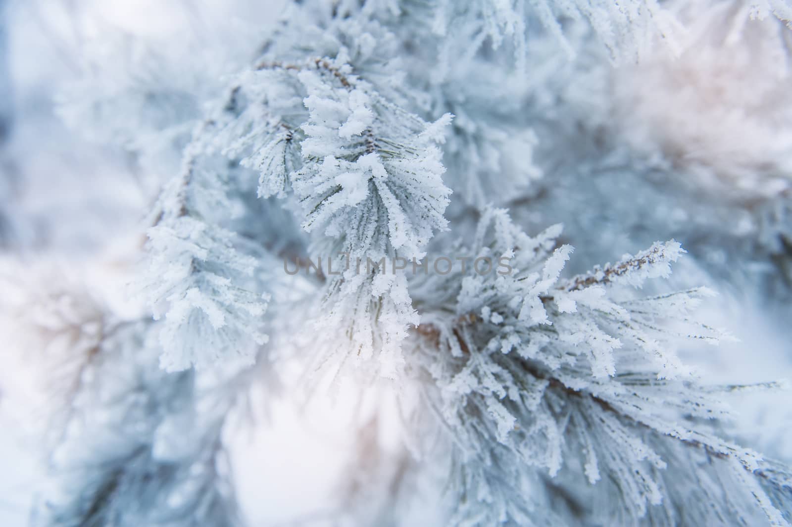 rough blue holiday cover with many snowflakes 