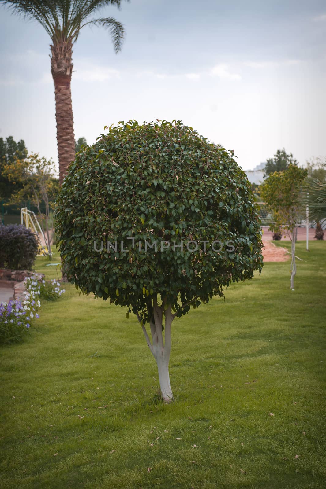 tree in the park