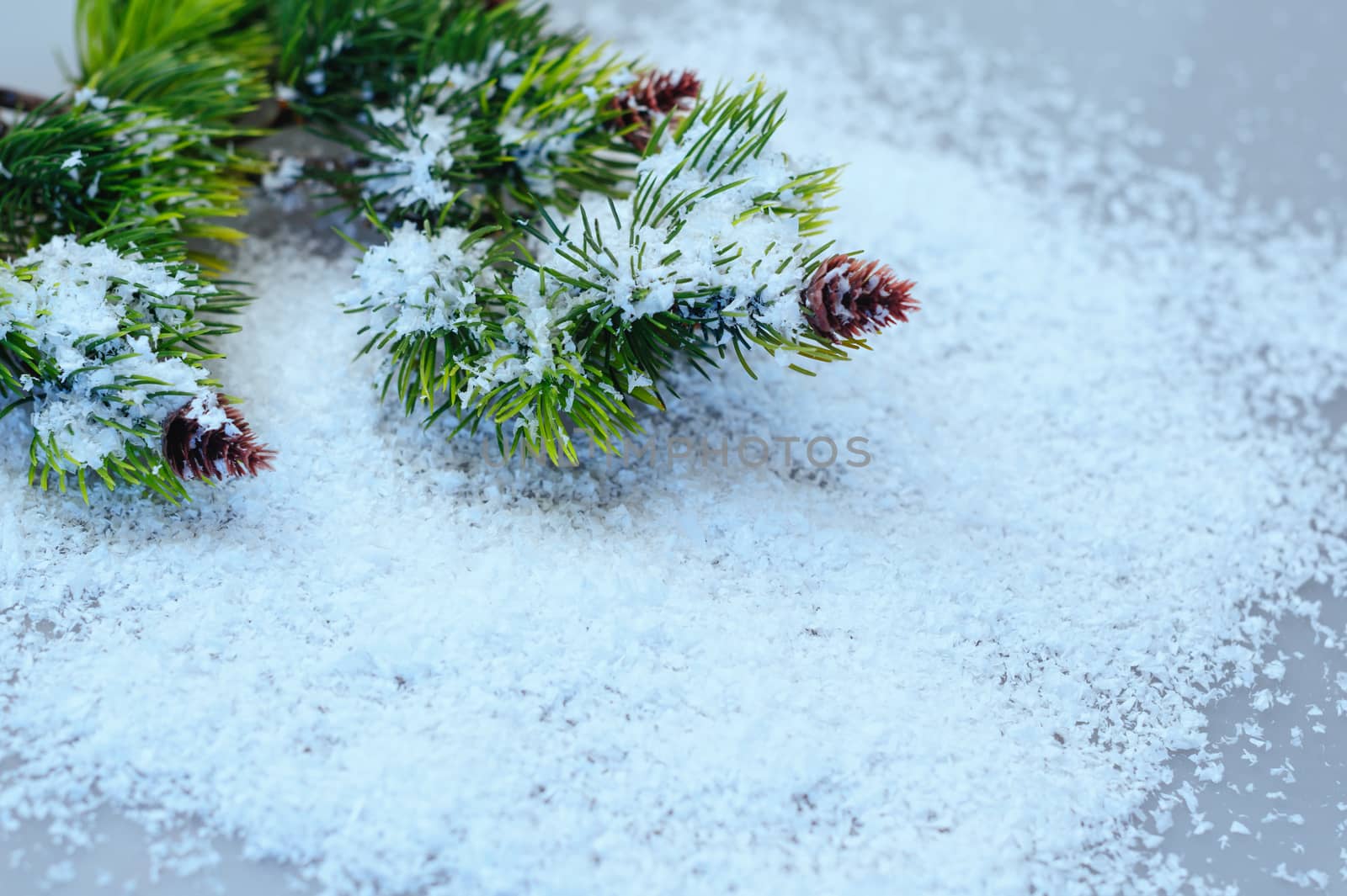 fir branches in the snow on a white background.