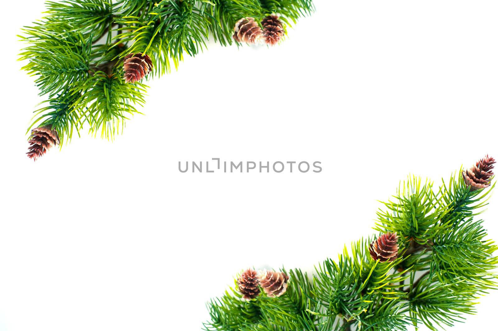 frame of spruce branches on a white background.