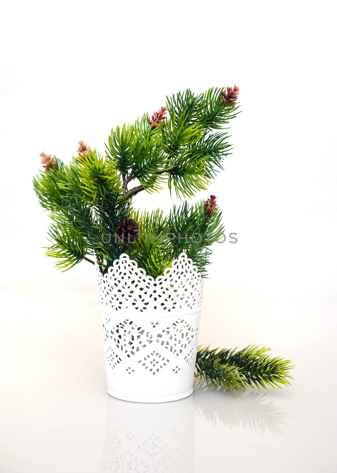 fir branches in vase on a white background.